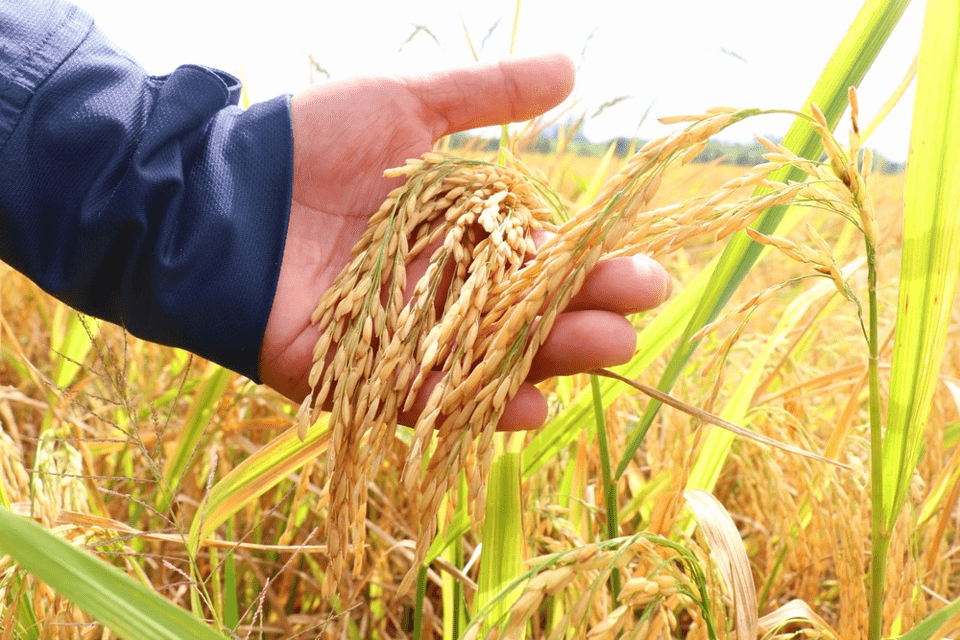 Gạo Việt Nam: Hương Vị Quê Hương Vang Danh Thế Giới Gạo Việt Nam: Hương Vị Quê Hương Vang Danh Thế Giới