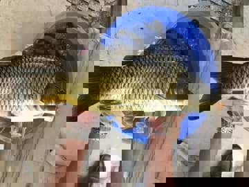 Cá chép chế biến được những món nào?