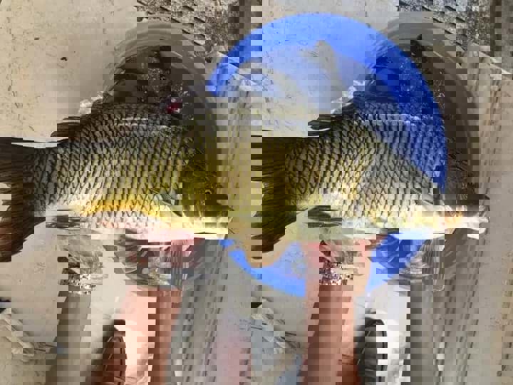 Cá chép chế biến được những món nào?