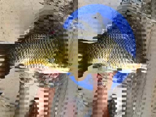 Cá chép chế biến được những món nào? Cá chép chế biến được những món nào?