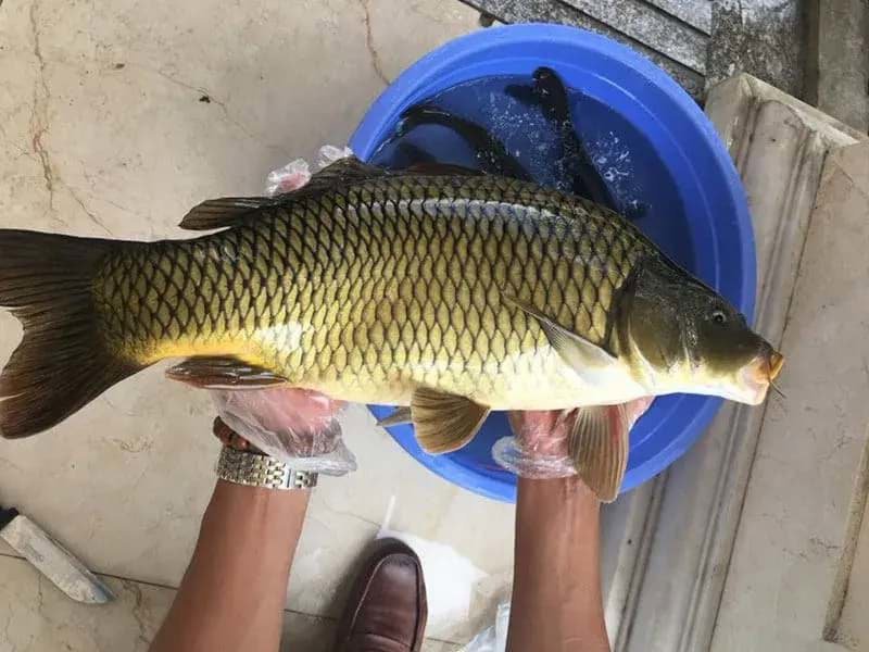 Cá chép chế biến được những món nào? Cá chép chế biến được những món nào?