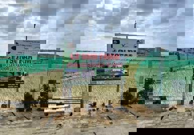 Tổng Quan Về Tỏi Lý Sơn - Đặc Sản Vùng Biển Đảo