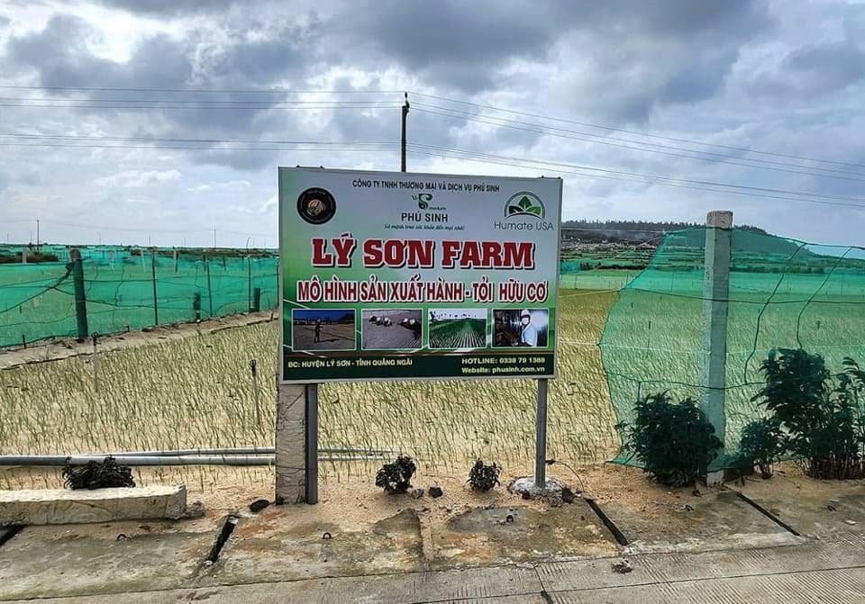 Tổng Quan Về Tỏi Lý Sơn - Đặc Sản Vùng Biển Đảo Tổng Quan Về Tỏi Lý Sơn - Đặc Sản Vùng Biển Đảo