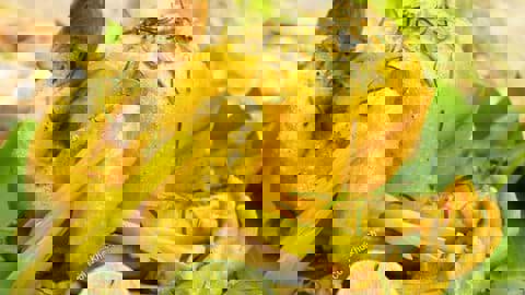 Hướng dẫn làm món Gà hấp lá chanh