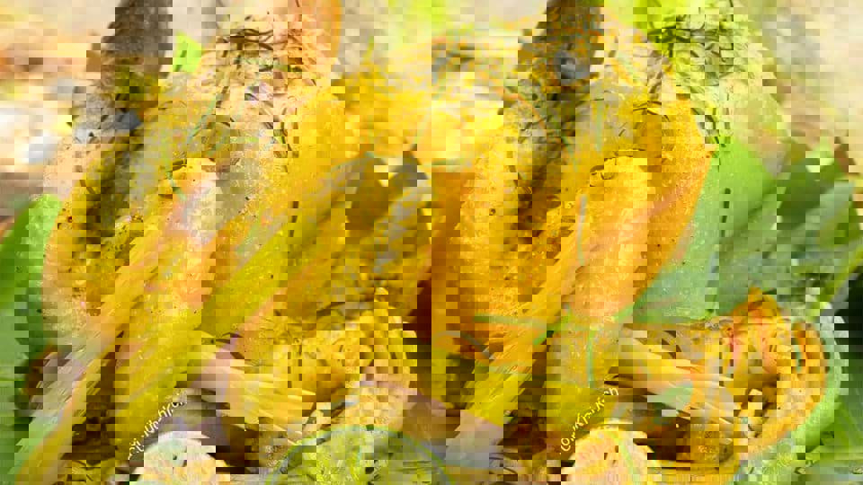 Hướng dẫn làm món Gà hấp lá chanh