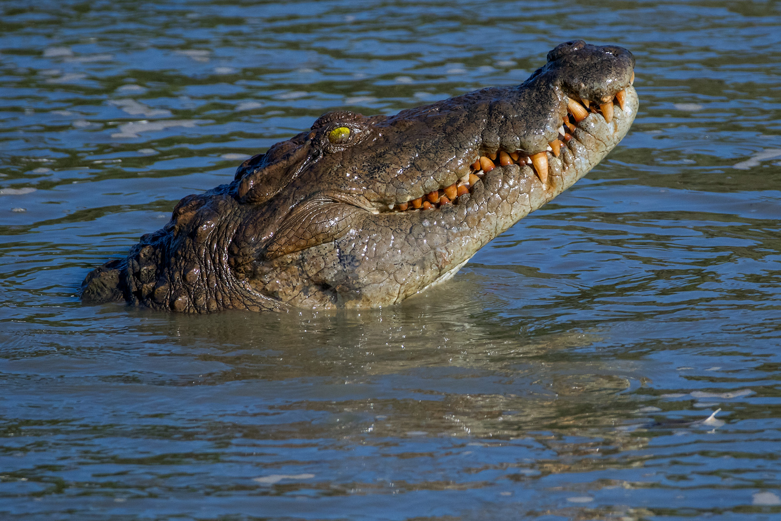 Cá sấu hoa cà - Crocodylus porosus