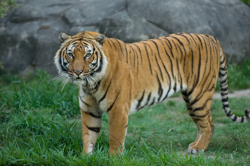 Hổ Đông Dương - Panthera tigris corbetti