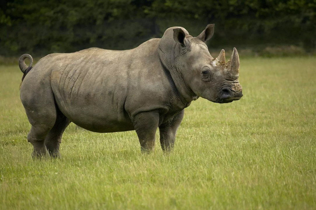 Tê giác một sừng - Rhinoceros sondaicus annamiticus