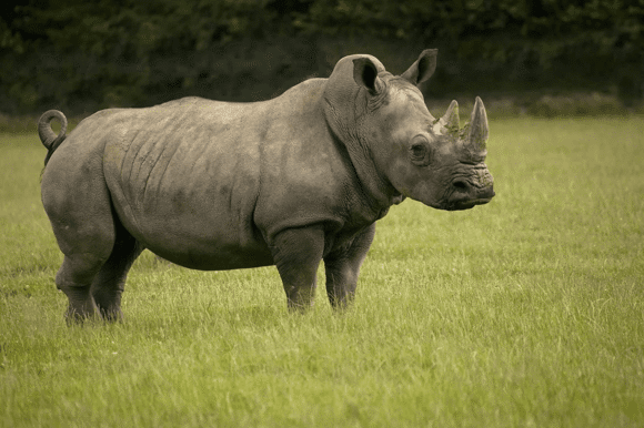 Tê giác một sừng - Rhinoceros sondaicus annamiticus Tê giác một sừng - Rhinoceros sondaicus annamiticus