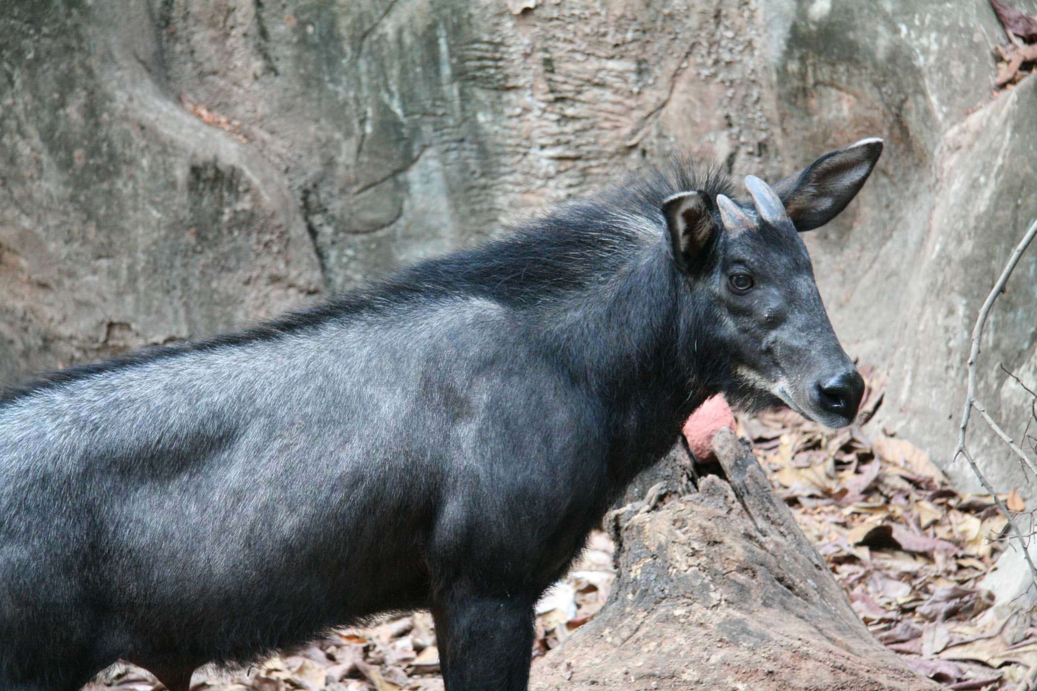 Sơn dương - Capricornis sumatraensis