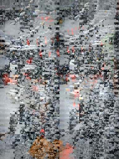 Tiệm ăn Nhà Khói - quán cafe check-in Noel đẹp ở thành phố Thủ Đức Tiệm ăn Nhà Khói - quán cafe check-in Noel đẹp ở thành phố Thủ Đức