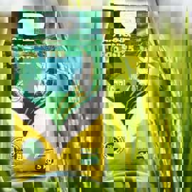 Gạo An Nam – Lựa chọn hoàn hảo cho bữa cơm Việt