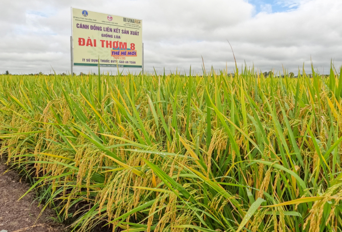 Đặc điểm của giống gạo Đài Thơm 8 Đặc điểm của giống gạo Đài Thơm 8