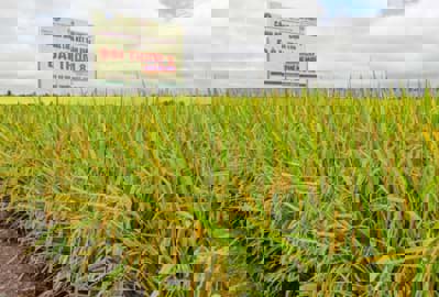 Đặc điểm của giống gạo Đài Thơm 8