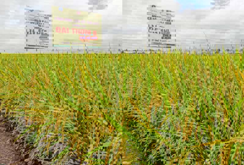 Đặc điểm của giống gạo Đài Thơm 8