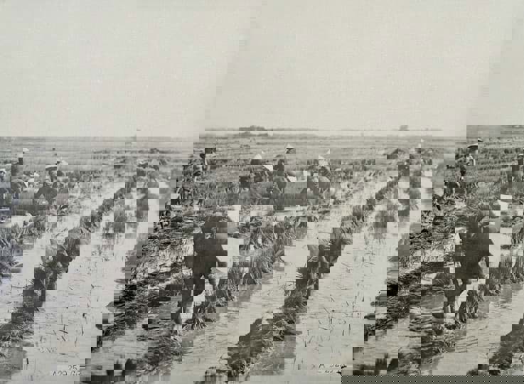 Ý nghĩa của lúa gạo đối với văn minh lúa nước và văn hóa Việt Nam