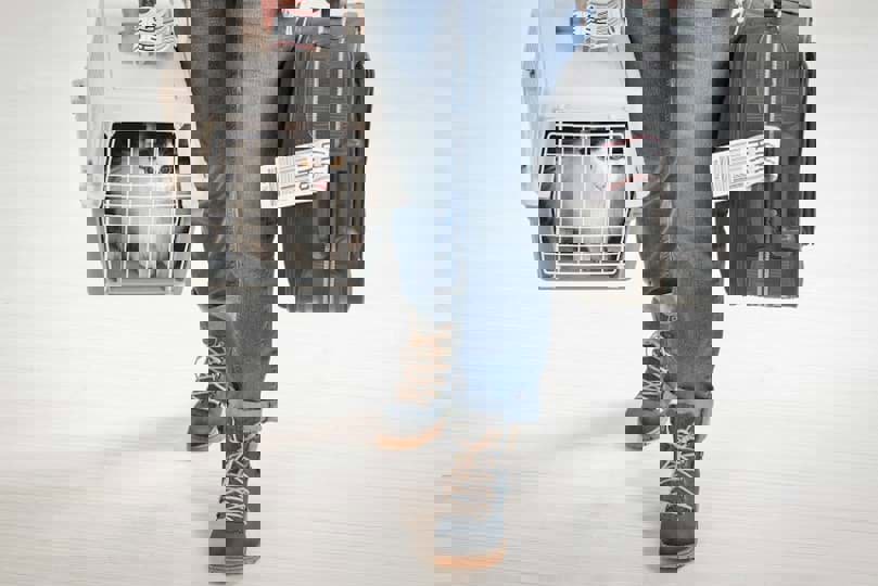 Dịch Vụ Vận Chuyển Thú Cưng Bằng Máy Bay Vào Mùa Tết 2025: Những Điều Cần Biết và Lưu Ý