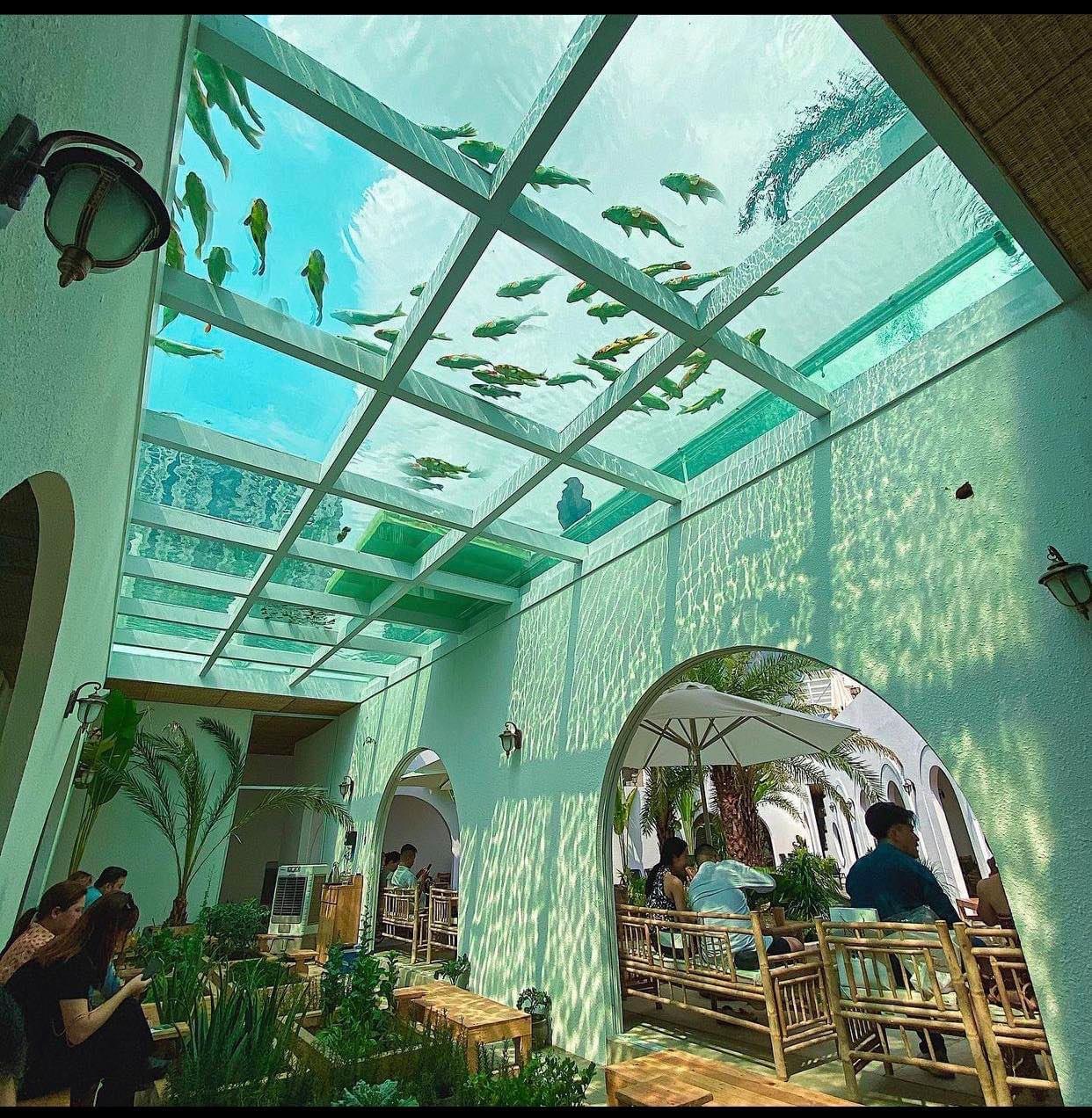 Koi Fish Pond Overhead